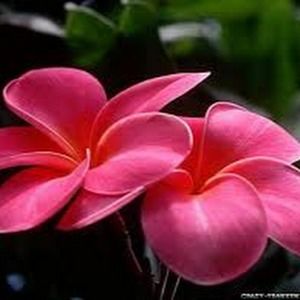 Meet your Posher, Joan